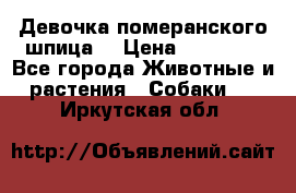 Девочка померанского шпица. › Цена ­ 40 000 - Все города Животные и растения » Собаки   . Иркутская обл.